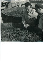 Borászat, szőlészet Vintage fotó 18*25 egy borász felvétele