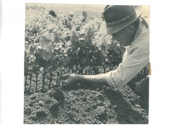 Borászat, szőlészet Vintage fotó 18*18 Prehoda József borász felvétele