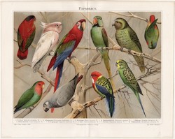 Papagájok, litográfia 1894, német nyelvű, eredeti nyomat, madár, papagáj, fajták, kakadú, kakapó