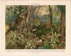 Trópusi erdő, színes nyomat 1894, német nyelvű, eredeti, litográfia, növény, virág, erdő, trópus