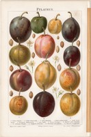 Szilva, színes nyomat 1894, német nyelvű, eredeti, litográfia, gyümölcs, fajták, fajta, virág, mag