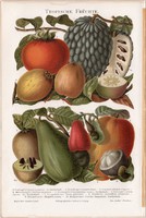 Trópusi gyümölcsök, színes nyomat 1894, német nyelvű, eredeti, litográfia, gyümölcs, virág, mag