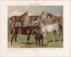 Lovak I., litográfia 1894, német nyelvű, eredeti színes nyomat, ló, magyar ló, állat, fajták, arab