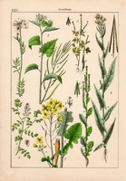 Keresztesvirágúak és keresztesvirágúak, litográfia 1885, 21 x 30 cm, eredeti, növény, virág, gyökér