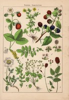 Rózsafélék, vérfű és pillangósvirágúak, litográfia 1885, 21 x 30 cm, eredeti, virág, növény, színes