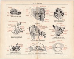 Fül, színes nyomat 1906, német nyelvű, litográfia, eredeti, anatómia, gyógyászat, ember, orvos