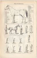 Ló I. és II., egy színű nyomat 1908, német nyelvű, anatómia, külső, testalkat, feépítés, leírás