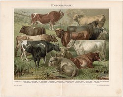 Szarvasmarhák, 1898, litográfia, színes nyomat, eredeti, magyar nyelvű, bika, ökör, tehén, marha