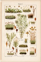 Moha, színes nyomat 1905, német nyelvű, eredeti, litográfia, növény, Sphagnum cymbifolium, Blasia