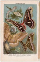 Selyemlepke, színes nyomat 1907, német nyelvű, pillangó, lepke, hernyó, selyem, kínai, Dél - Amerika