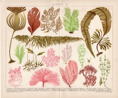Algák I., litográfia 1892, német nyelvű, színes nyomat, alga, növény, tenger, óceán, folyó, régi