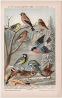Énekes madarak I., litográfia 1895, színes nyomat, német nyelvű, Brockhaus, állat, madár, régi