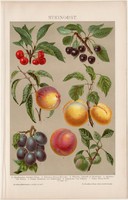 Csonthéjas gyümölcsök, litográfia 1895, színes nyomat, német nyelvű, gyümölcs, barack, cseresznye