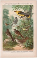 Énekes madarak III., litográfia 1895, színes nyomat, német nyelvű, Brockhaus, állat, madár, régi