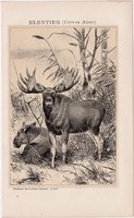 Jávorszarvas litográfia 1895, színes nyomat, német nyelvű, Brockhaus, állat, szarvas, Cervus Alces