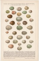 Énekes madarak tojásai, litográfia 1895, színes nyomat, német nyelvű, Brockhaus, állat, madár, tojás