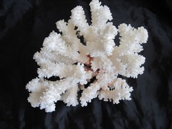 Tengeri fehér korall 630 gramm 