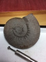 Ammonitesz “bél””lenyomat”Szinte hibátlan!