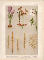 Magyar növények (3), litográfia 1903, színes nyomat, sáfrány, káka, sás, búza, árpa, rozs, zab