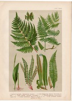 Magyar növények (64), litográfia 1903, színes nyomat, virág, bodorka, kígyónyelv, hölgyharaszt