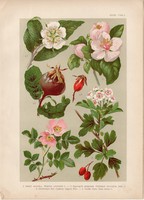 Magyar növények (32), litográfia 1903, színes nyomat, virág, naspolya, galagonya, csipke rózsa, birs