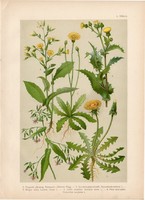 Magyar növények (50), litográfia 1903, színes nyomat, virág, pitypang, mérges saláta, csorbóka