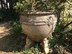 50 év körüli bonsai 1900 körüli betonkaspóban ( kastélykertbe) 50 év körüli bonsai 1900 körüli betonkaspóban ( kastélykertbe)