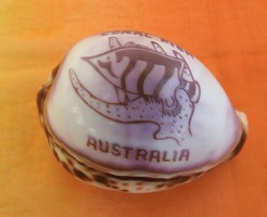 Ausztráliai díszkagyló - CORAL FISH AUSTRALIA