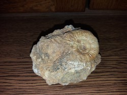 Ammonitesz Fosszília
