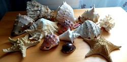Tengeri kagylók , tengeri csillagok kagylók óriásai darabok. 