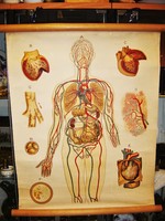 Antik iskolai anatómiai szemléltetető poszter