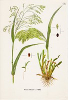 Köles, színes nyomat 1961, magyar növény, virág, gabona