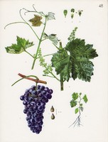 Szőlő (1), színes nyomat 1961, növény, gyümölcs, lap alja levágva, 23 x 30 cm, bor, borászat
