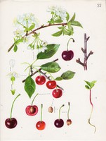 Meggy, színes nyomat 1961, növény, gyümölcs, lap alja levágva, 23 x 30 cm, virág