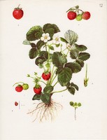 Eper, színes nyomat 1961, növény, gyümölcs, lap alja levágva, 23 x 30 cm, virág