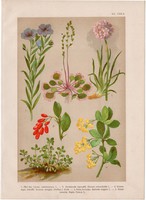 Magyar növények (19), litográfia 1903, színes nyomat, virág, len, harmatfű, borbolya, istánczfű