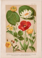 Magyar növények (34), litográfia 1903, színes nyomat, virág, pipacs, tündér-rózsa, fecskefű, vizitök