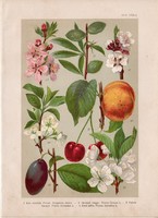 Magyar növények (30), litográfia 1903, színes nyomat, virág, meggy, szilva, kajszibarack, gyümölcs