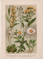 Magyar növények (52), litográfia 1903, színes nyomat, virág, százszorszép, aranyvirág, örvénygyökér