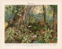 Trópusi erdő, litográfia 1896, német nyelvű, eredeti, színes nyomat, növény,virág, fa, erdő, trópus