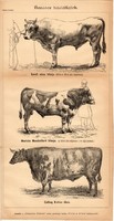 Hasznos háziállatok, egyszín nyomat 1885, Magyar Lexikon, Rautmann Frigyes, ökör, bika, állat