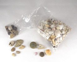 0X446 Régi kagyló csiga ásvány gyűjtemény 1.5 kg