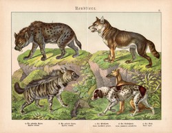 Ragadozók (5), litográfia 1886, német, eredeti, 32 x 41 cm, nagy méret, farkas, vadászkutya, hiéna
