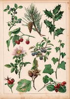 Fenyő, bükk, galagonya, borostyán, rózsa, litográfia 1880, eredeti, 24 x 34 cm, nagy méret, növény