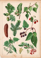 Szeder, mogyoró, földieper, nyír, borbolya, litográfia 1880, eredeti, 24 x 34 cm, nagy méret, növény