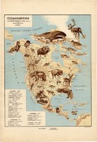 Észak - Amerika állatföldrajzi térkép 1928, magyar nyelvű, 28 x 40 cm, állat, hal, madár, emlős