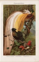 Paradicsommadár (2), litográfia 1896, német nyelvű, eredeti, színes nyomat, madár, toll