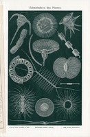 Lebegő növények, színes nyomat 1905, német nyelvű, litográfia, eredeti, tenger, növény, óceán, úszó