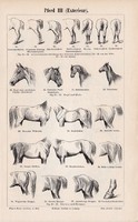Ló III., IV., egyszín nyomat 1895, német, eredeti, mozgás, felépítés, alak, forma, testrész, lovak