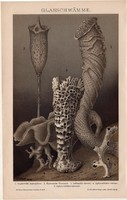 Üvegszivacsok, litográfia 1893, színes nyomat, német, Brockhaus, szivacs, tenger, óceán, állat